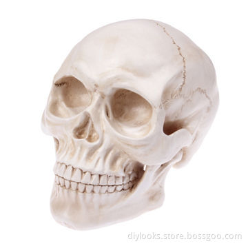 Resin Material Skull Head Hallowmas Prop Gadget Display